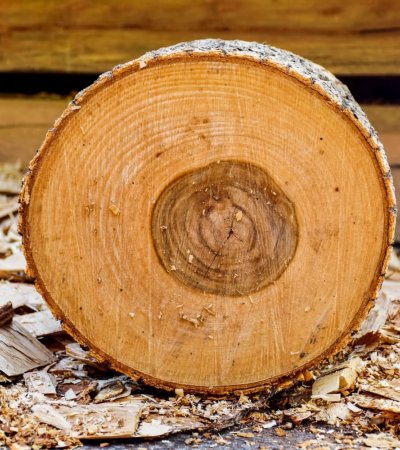 Porównanie drewna świerkowego i sosnowego w klasie C24 – co wybrać?